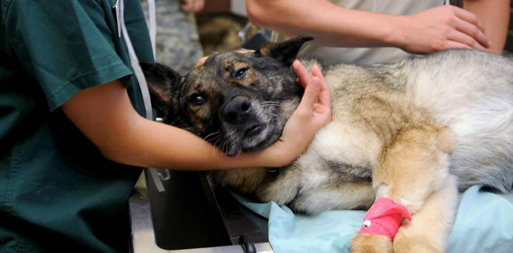 Image of a veterinary clinic