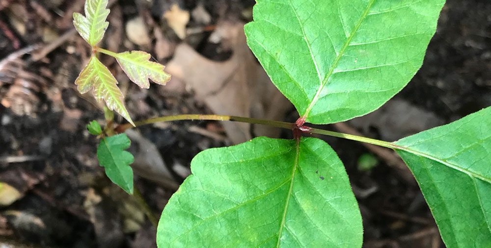 Close up of poison ivy showing redish connections poison ivy close up
