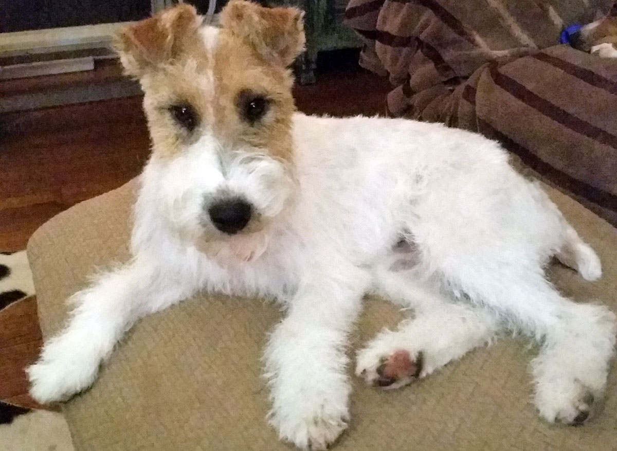 Dog waste is not fertilizer