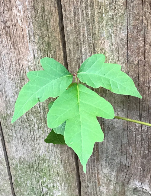 poison ivy on fence Image of poison ivy on fence