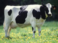 cow1