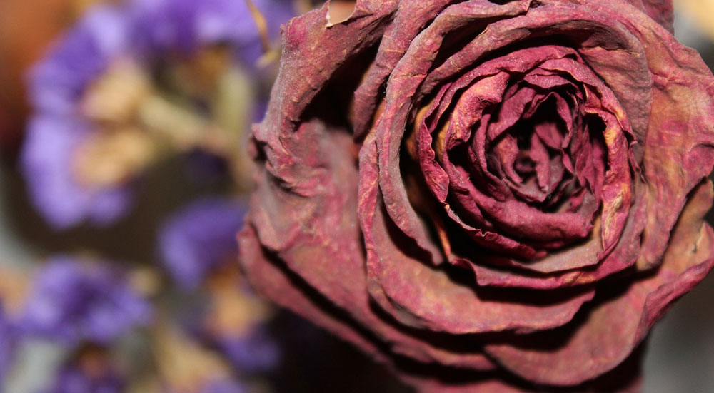 Electromagnetic radiation causes premature aging Image of an aging rose