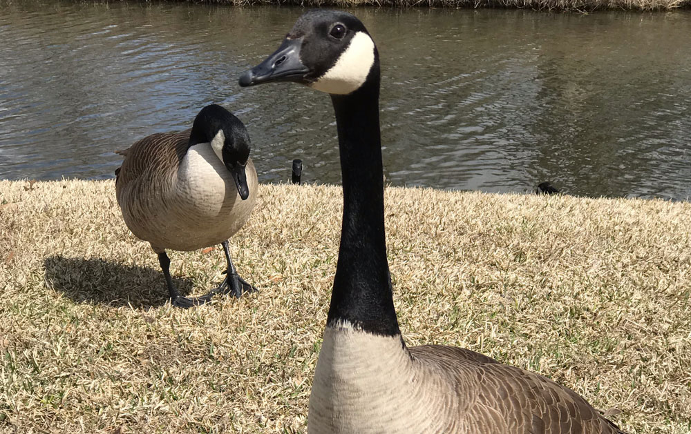 canadian geese