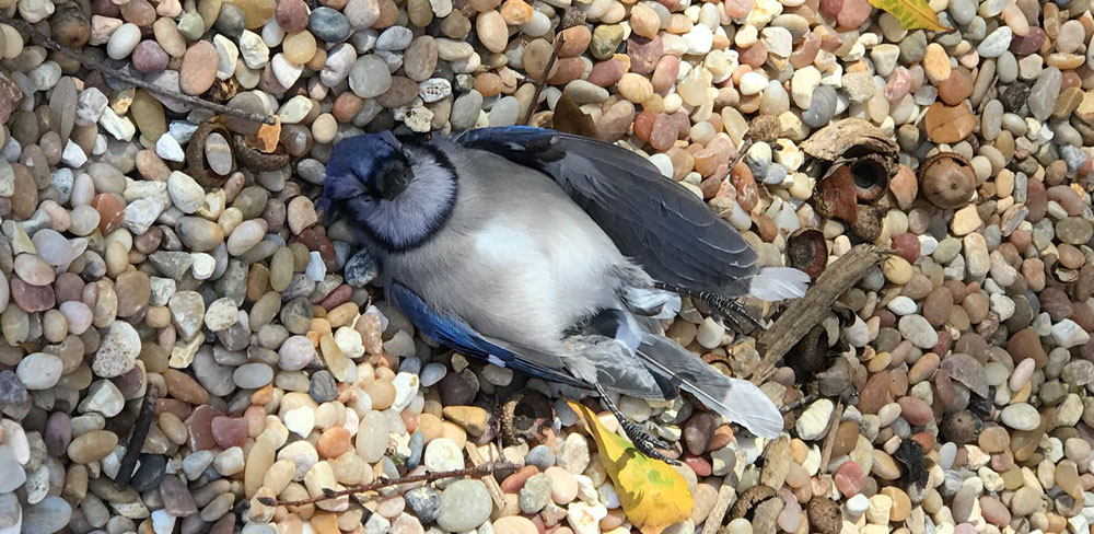 A decomposing body is a source of disease and can make your dog, cat or child ill. Dead bluejay