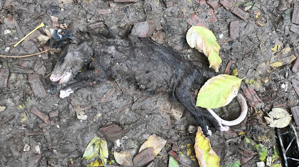 dead possum