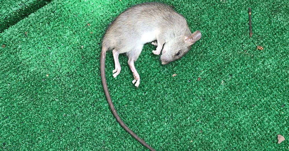 Image of dead rat in client's yard in University Park, Texas Image of a dead rat found in a client's yard in University Park, Texas
