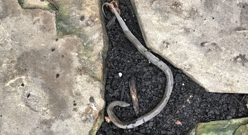 Dead snake Dead snake