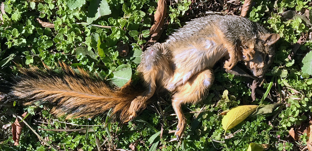 dead squirrel