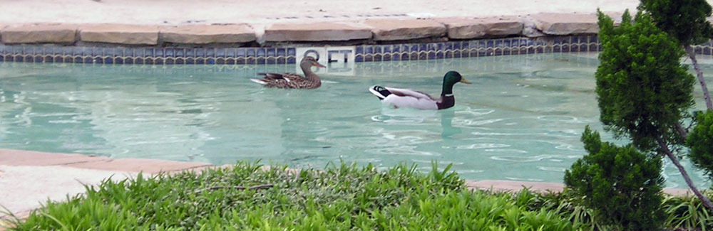 Ducks in Dallas-area pool