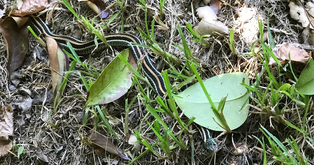 Garter sake found in a customer's backyard  Garter sake found in a customer's backyard