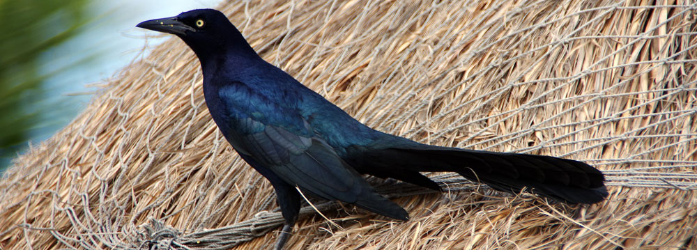 Grackles are intelligent birds. Grackle