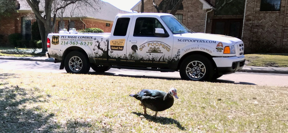 Moscovy duck in North Dallas