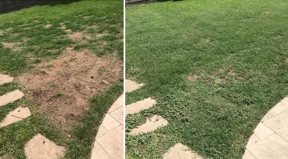 Brown grass spots caused by dog urinen, before and 6 weeks after treatment Brown grass spots caused by dog urinen, before and 6 weeks after treatment