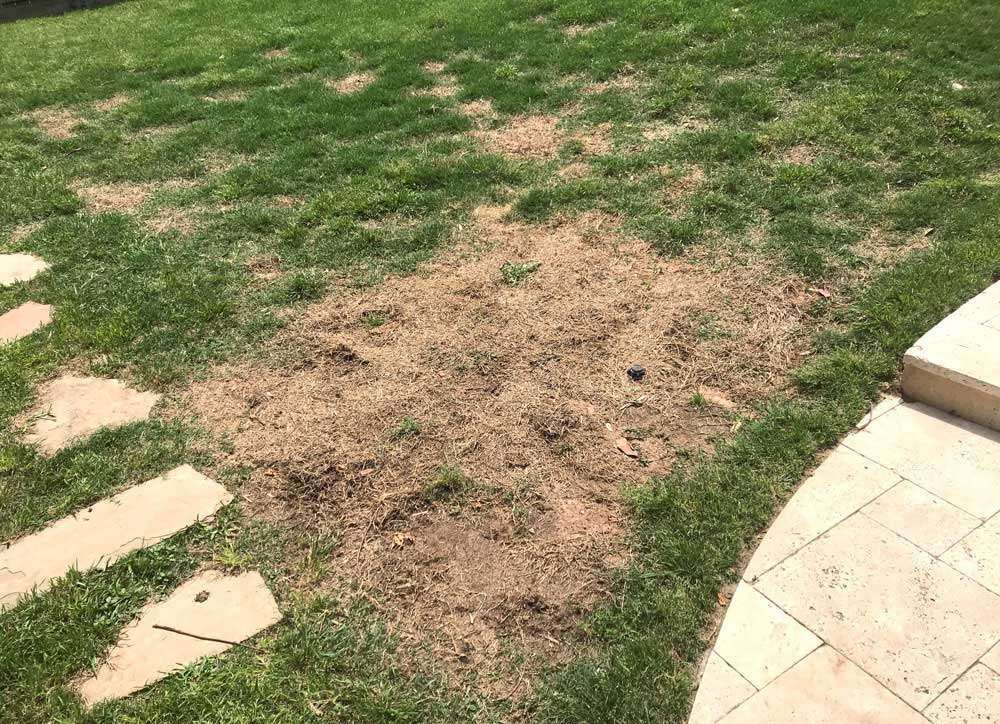 may 6 2019 lawnburn