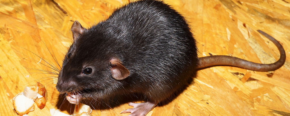 Sgt. Poopers can help repel mice Mouse