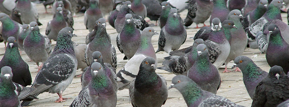 Flock of pigeons Flock of pigeons