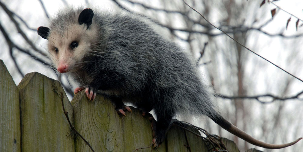 Opossums are beneficial animals and not pests. Opossum in a Dallas backyard