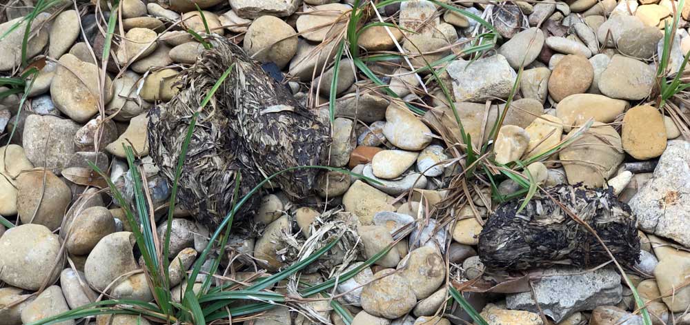 Image of tortoise poop