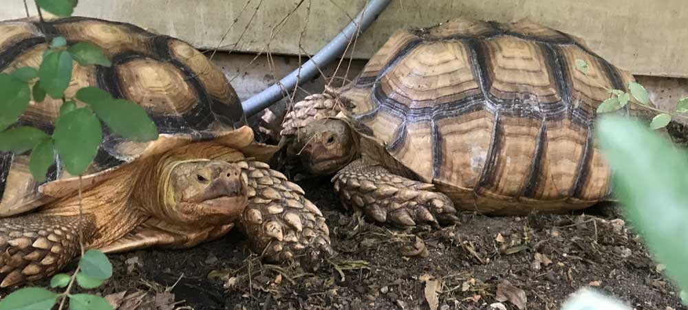 Tortoises in a Dallas backyard serviced by Sgt. Poopers Tortoises in a Dallas backyard serviced by Sgt. Poopers