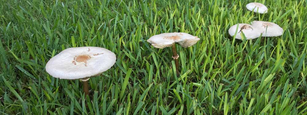 Poison mushrooms are an environmental toxin. Image of toxic mushrooms growing in a Dallas, Texas backyard