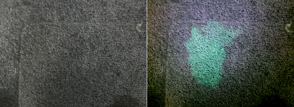 Image of cat urine residue on carpet with and without ultraviolet Image of cat urine residue on carpet with and without ultraviolet