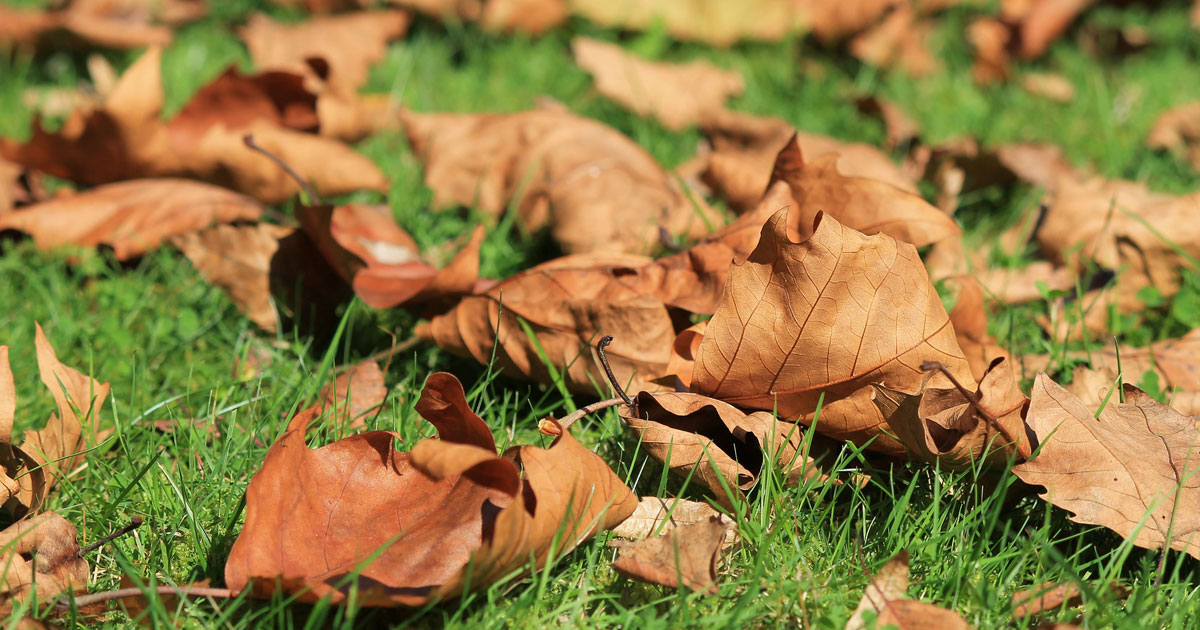 Sgt. Poopers removes autum leaves