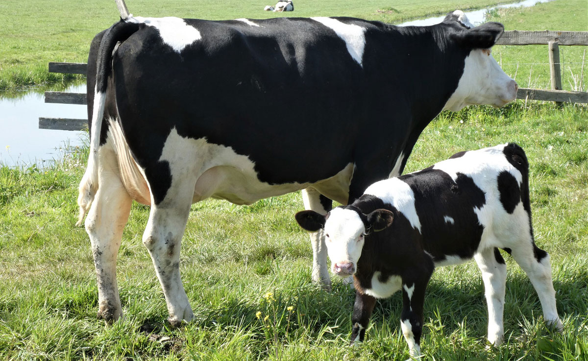 Only herbivores like cows produce fertilizer or manure