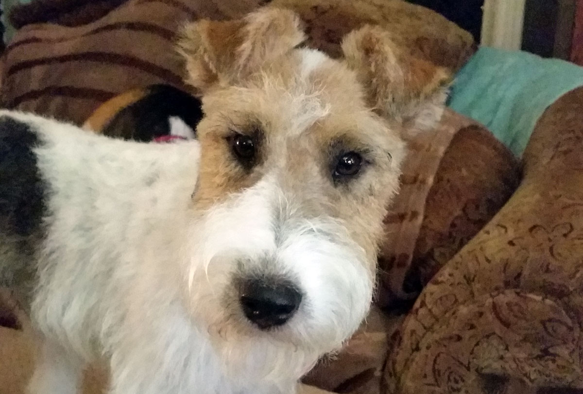 Image of our current mascot