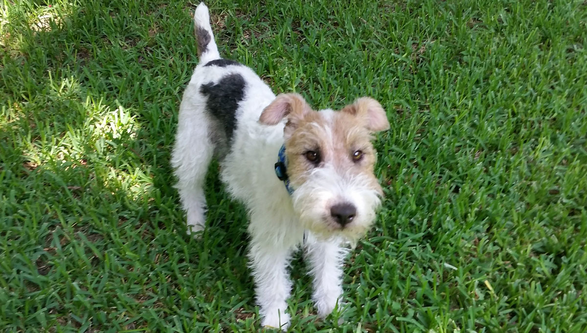 Sgt. Poopers has pledged to take responsibility for animals and the environment