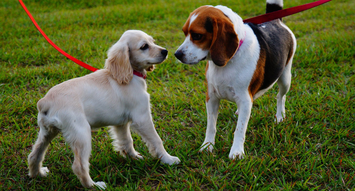 Dog Waste Removal for HOAs