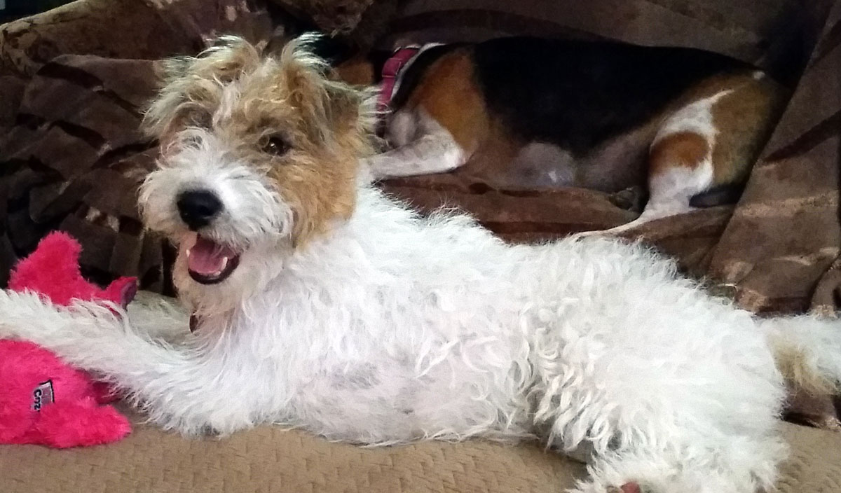 Sgt. Poopers is on Social Media