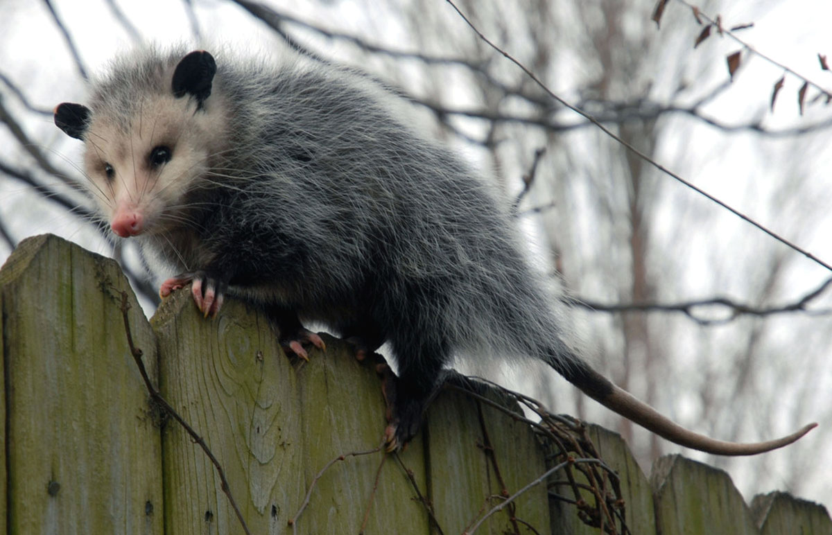 Image of possum on a fence