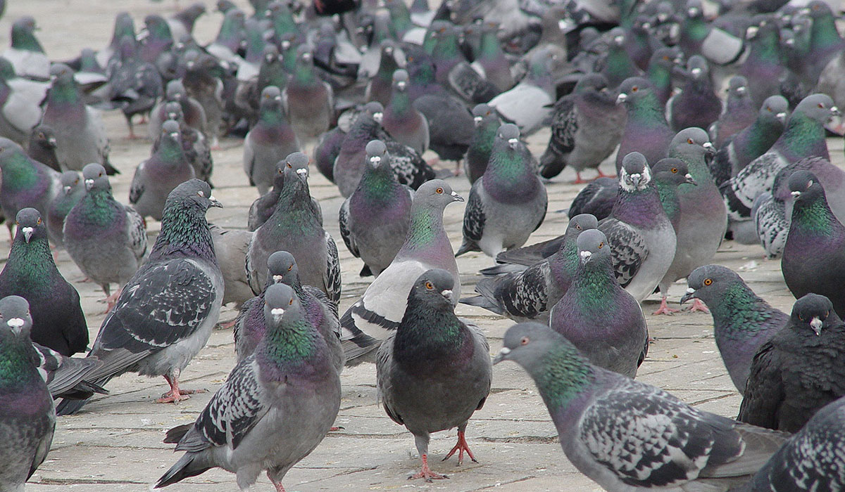 Pigeon Waste Removal