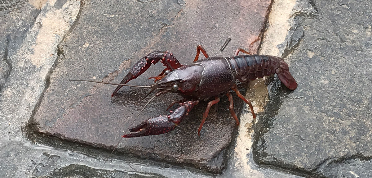 Image of red swamp crawfish found in Dallas neighborhood