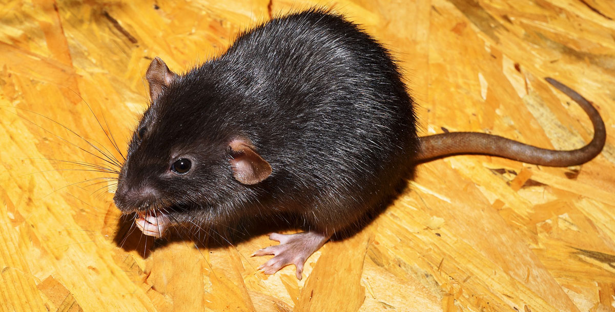 No city is exempt from invasive species.