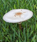 Poison mushroom
