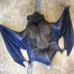 bat