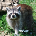 raccoon