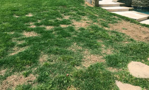 Brown spots in grass are caused by dog urine. Image of brown spots in grass caused by dog urine.
