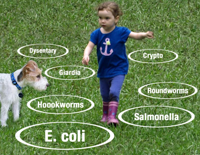 Germs from dog waste contaminate the environment for children and adults Toddler walking among germs in grass
