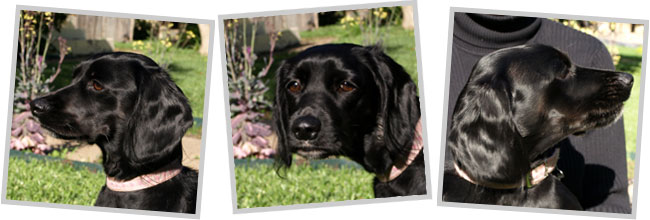 The inspiration for Sgt. Poopers was a family pet, Maria, 2006-2017 Collage of Maria, the inspiration for Sgt. Poopers